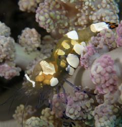 See through shrimp Tulamben Bali Olympus 7070 by Brad Cox 